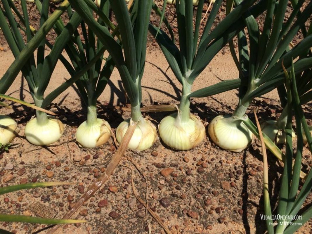 Ag Commissioner Sets Vidalia Onion Packing Date for Farmers