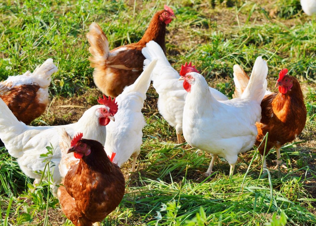 3 teens arrested in Georgia on charges of beheading 400 chickens ...