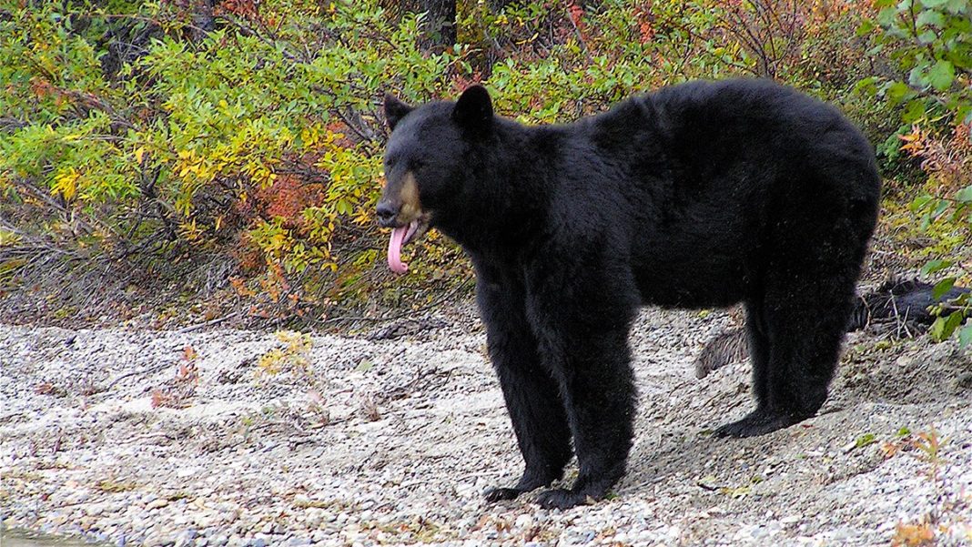 Spring May Bring Black Bear Sightings in Georgia - AllOnGeorgia