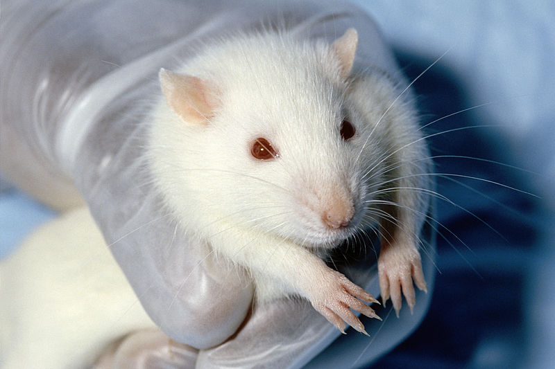 medical testing_lab rat
