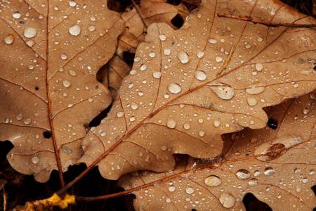 water-drops-on-leaves-11296841704aJ8