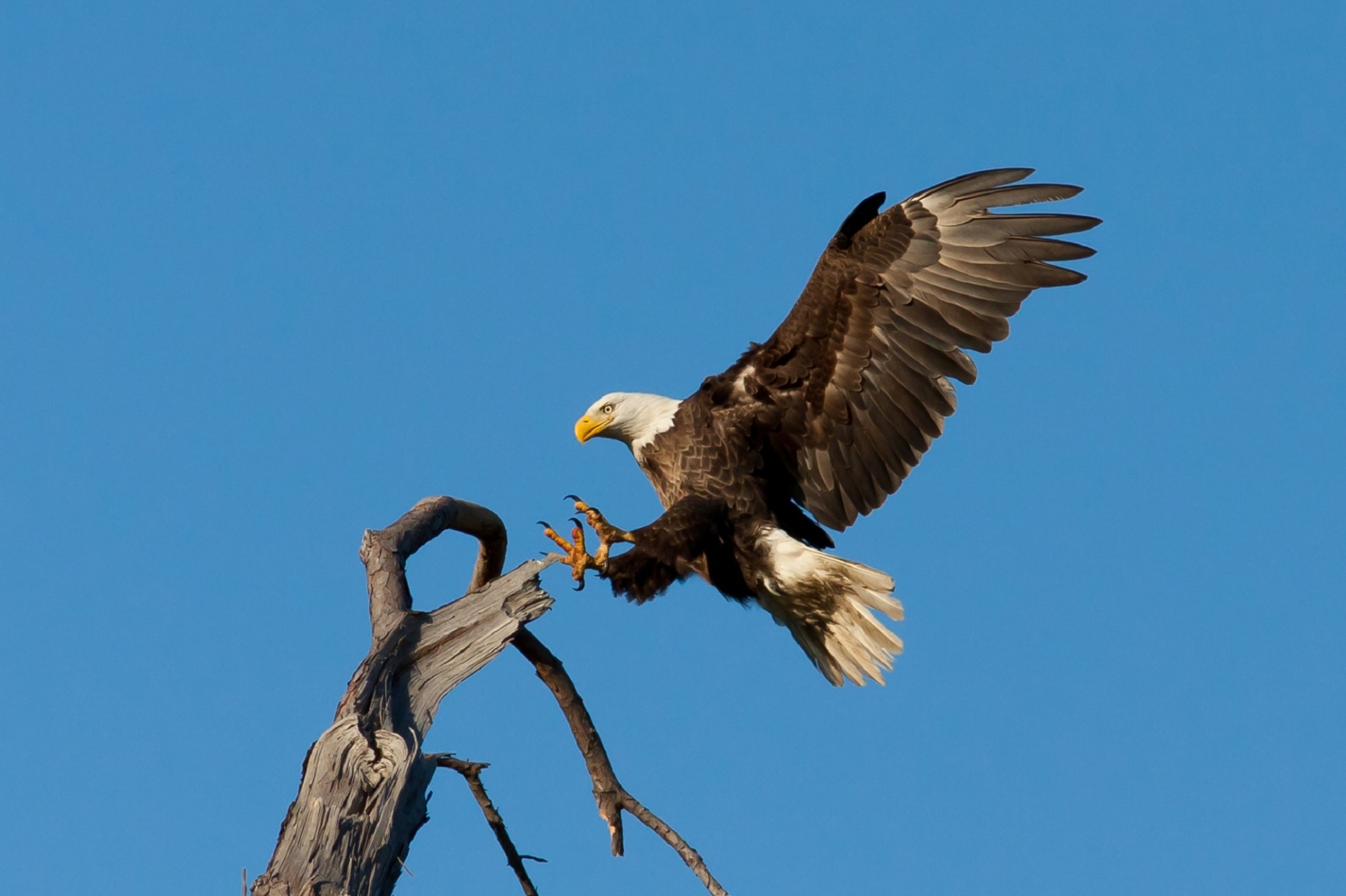 bald-eagle-landing