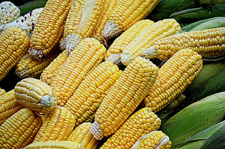 yellow-corn