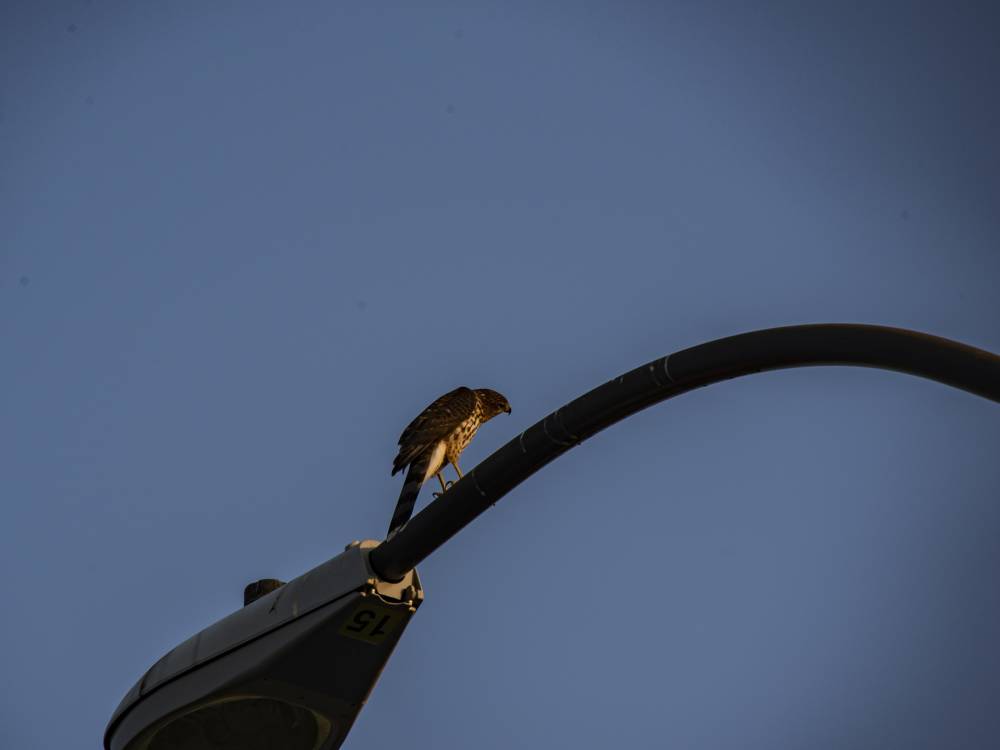 peregrine-falcon-perched