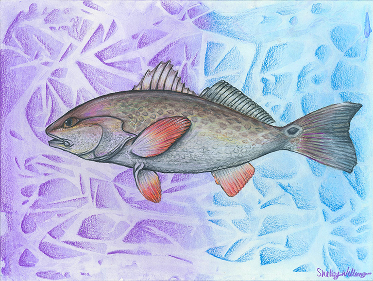 Teen's redfish drawing wins CoastFest Art Contest - AllOnGeorgia