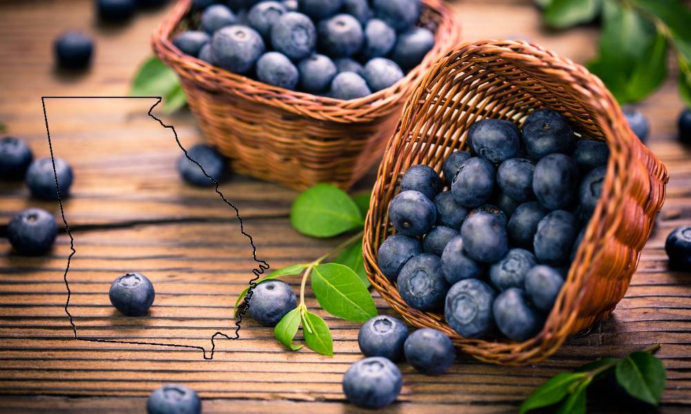 blueberries georgia