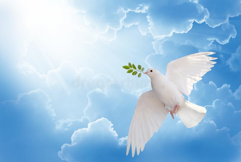 White Dove Holding Green Leaf Branch Flying Sky Free International Day Peace Concept Background Allongeorgia