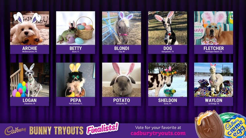 hershey cadbury bunny 10 finalists