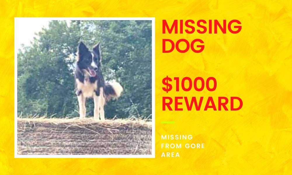 MISSING DOG $1000 REWARD