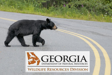 A black bear crossing the road in Alaska