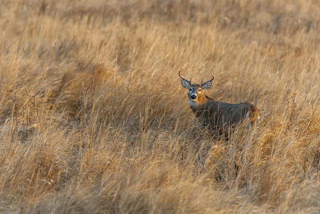 magnificent-deer-standing-middle-grass-covered-field_181624-5944