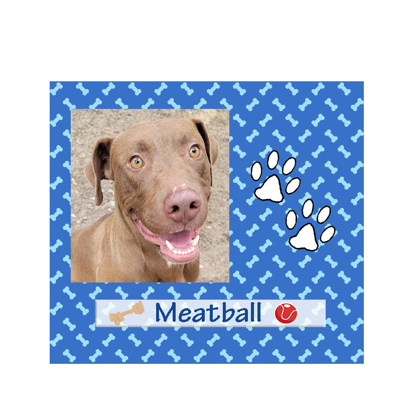 meatball adoptable pet of the week bcas