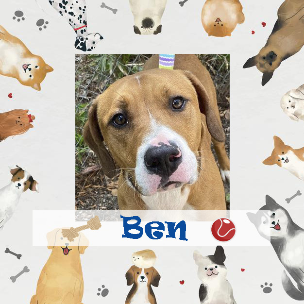 Adoptable pet of the week statesboro bulloch shelter Ben 06082021 featured