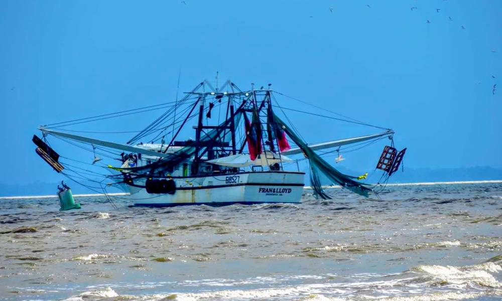 2021 Georgia Shrimp Season to Open June 8 - Vimarsana News