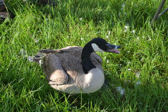 Canada goose discount 12-18 months youtube