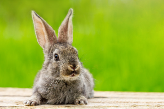 portrait-cute-fluffy-gray-rabbit-with-ears-natural-green_78492-3802