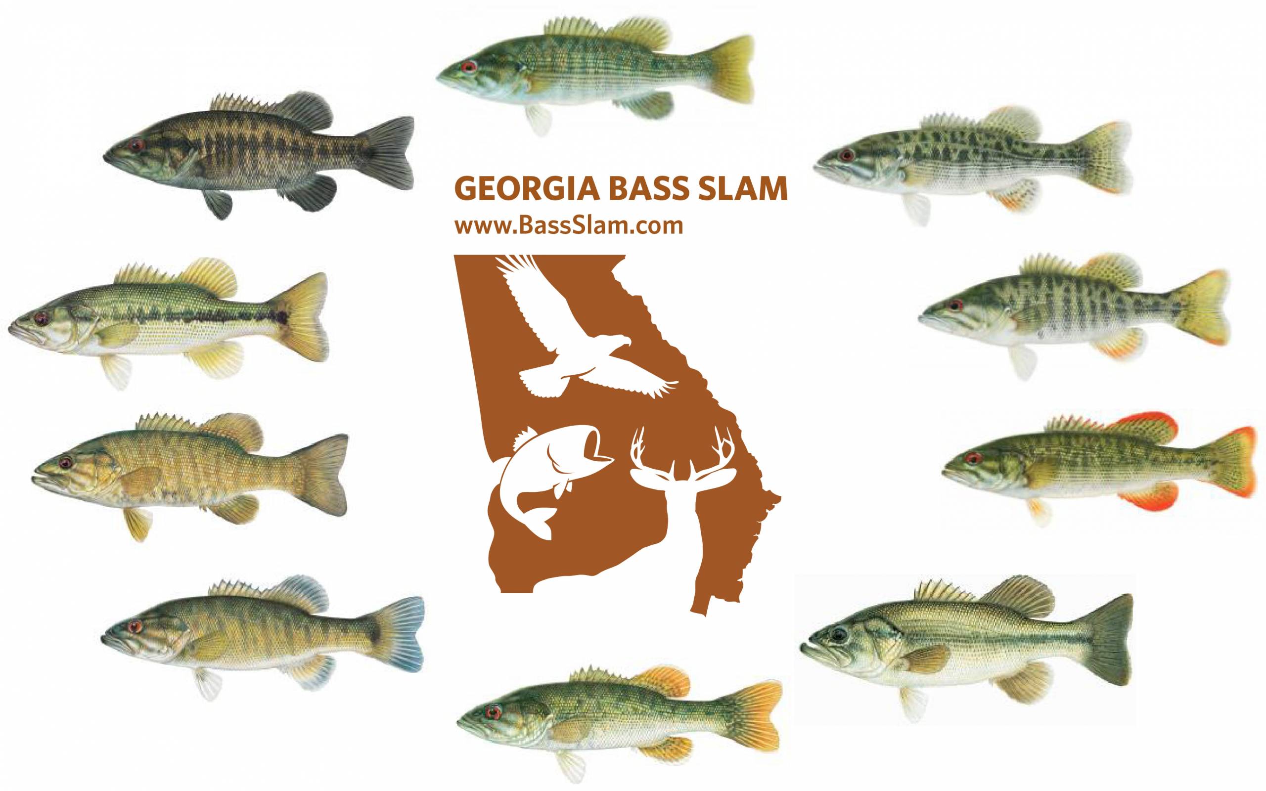 Bass Slam Graphic ga dnr 2021