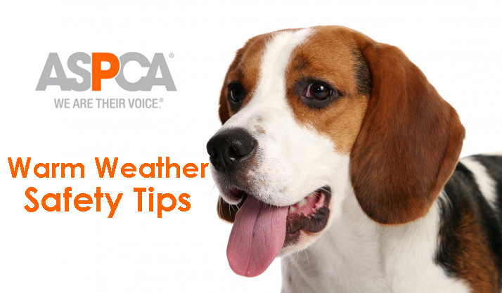 ASPCA Shares Lifesaving Tips to Keep Pets Safe as Above-Average  Temperatures are Predicted Throughout Summer - AllOnGeorgia