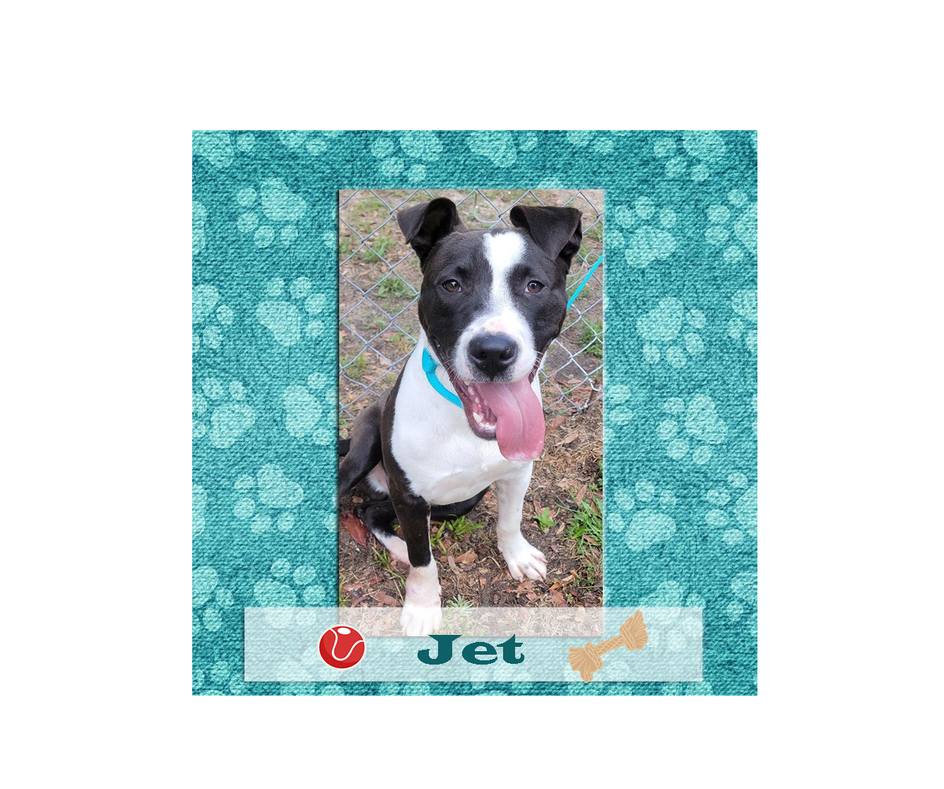 statesboro bulloch animal shelter jet for adoption july 2021 featured