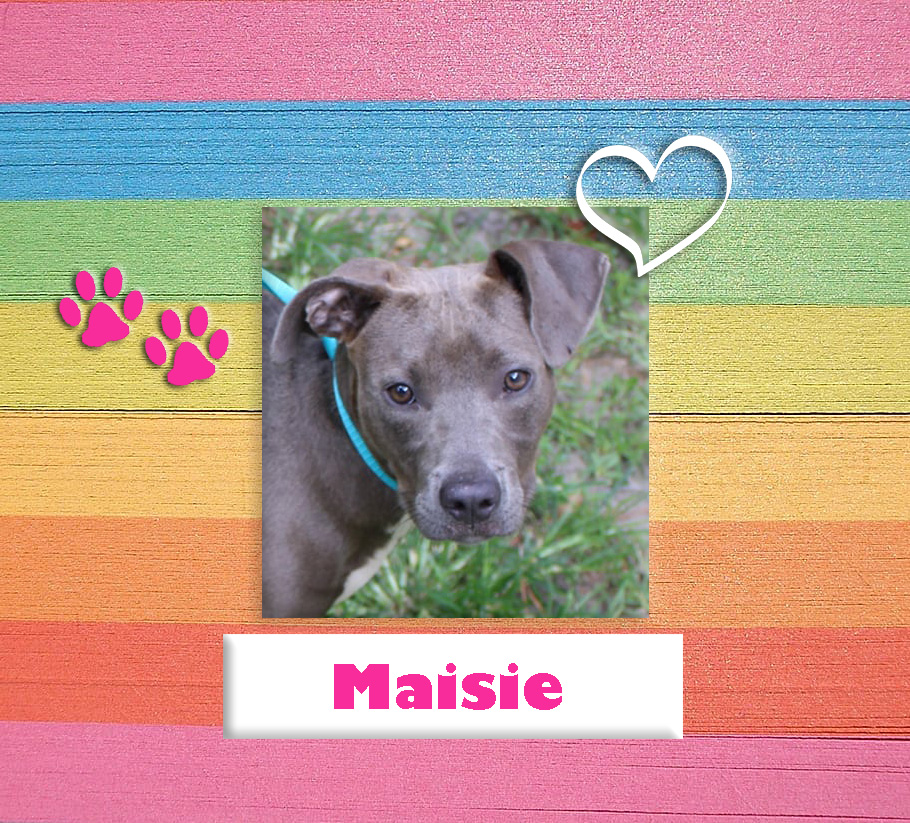 maisie adoptable 08122021 bulloch animal shelter featured