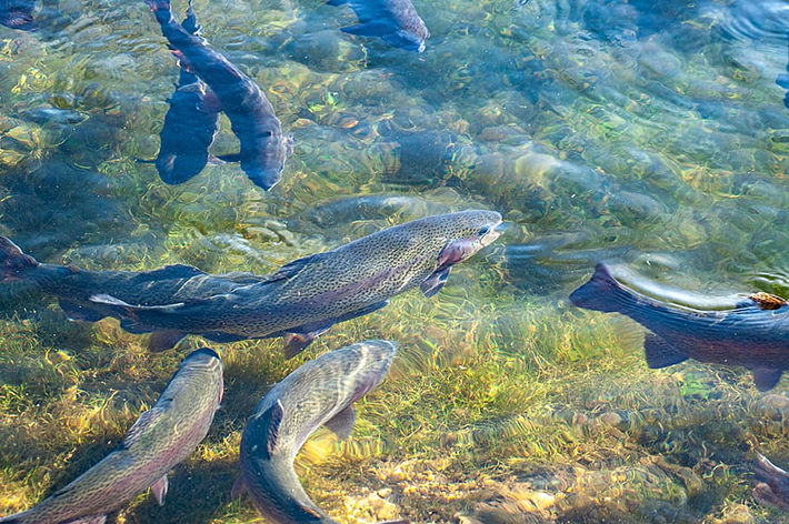 trout-fish-breeding-trout-pond-fish-farming-water
