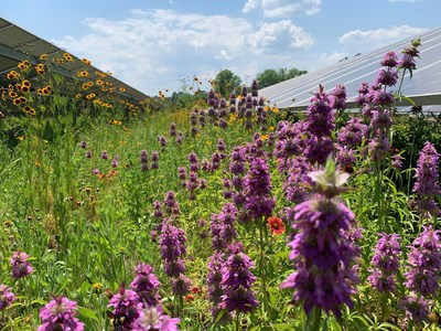 Georgia Power Solar Farm Pollinator Research