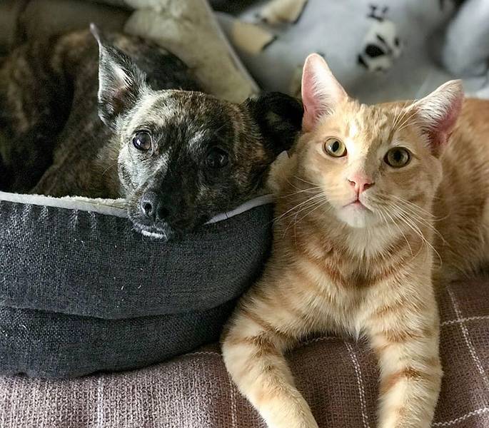 Department of Agriculture Announces Opening of Dog & Cat