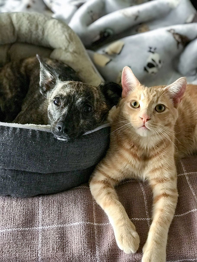 cat-dog-cute-pets-friendship-feline