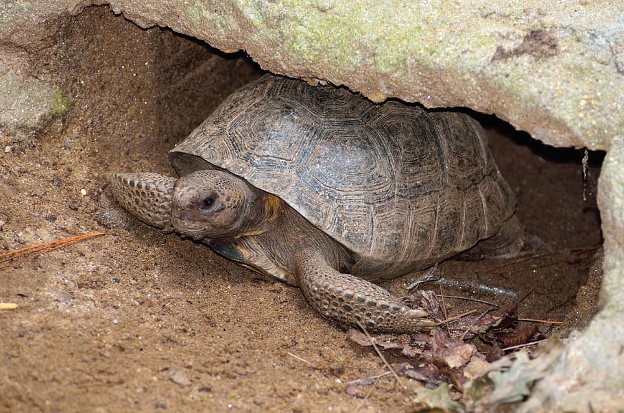 gopher-turtle-wildlife-reptile-tortoise
