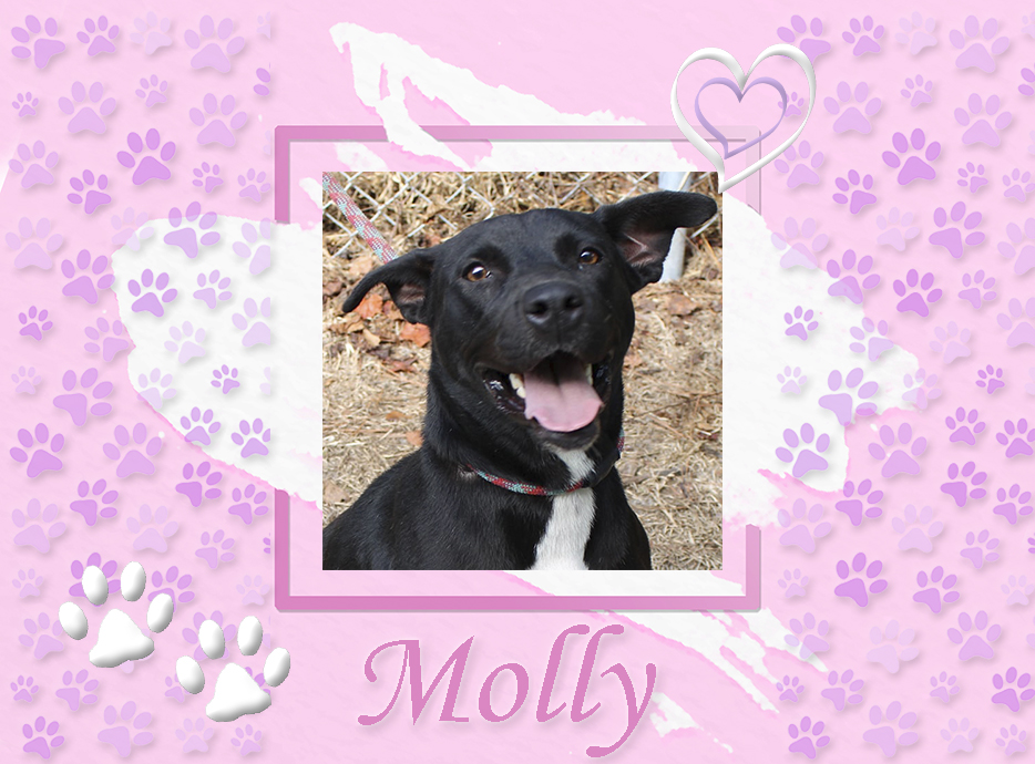 bulloch an shelter adoptable molly featured 10272021