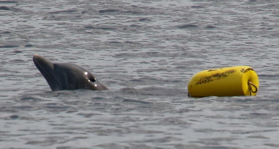 entangleddolphin-georgiadnr entangled dolphin surfaces for air Ashley Raybould DNR
