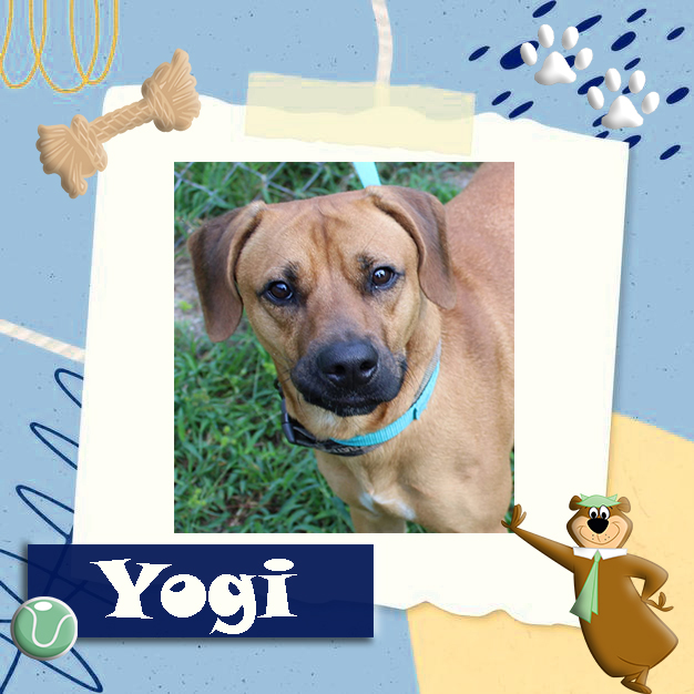 yogi adoptable bcas 10212021 feature