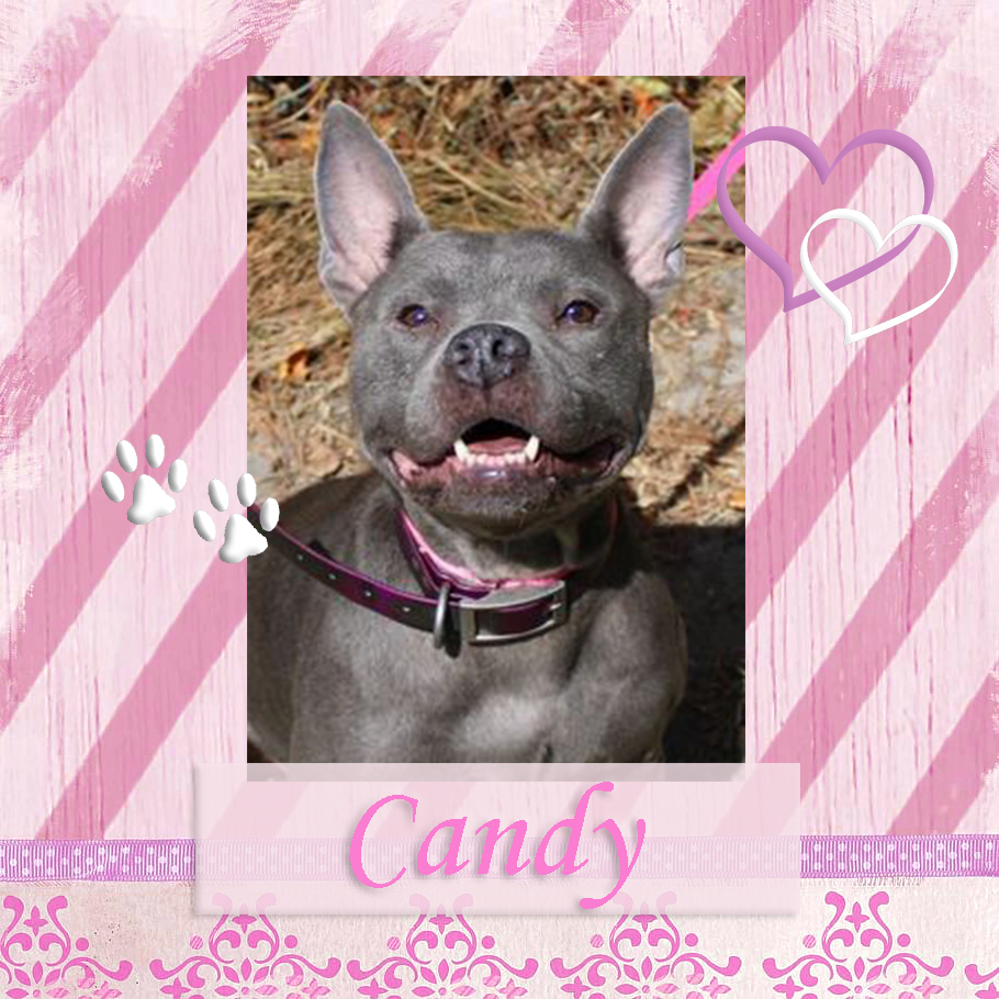 candy bcas adoptable 11042021