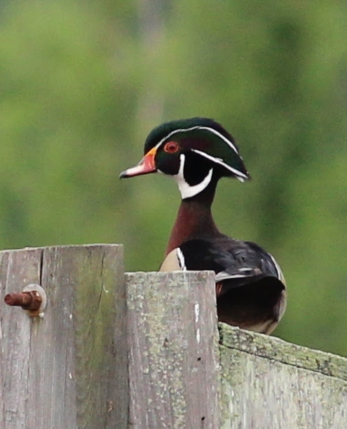 Must do's for this upcoming Waterfowl season –