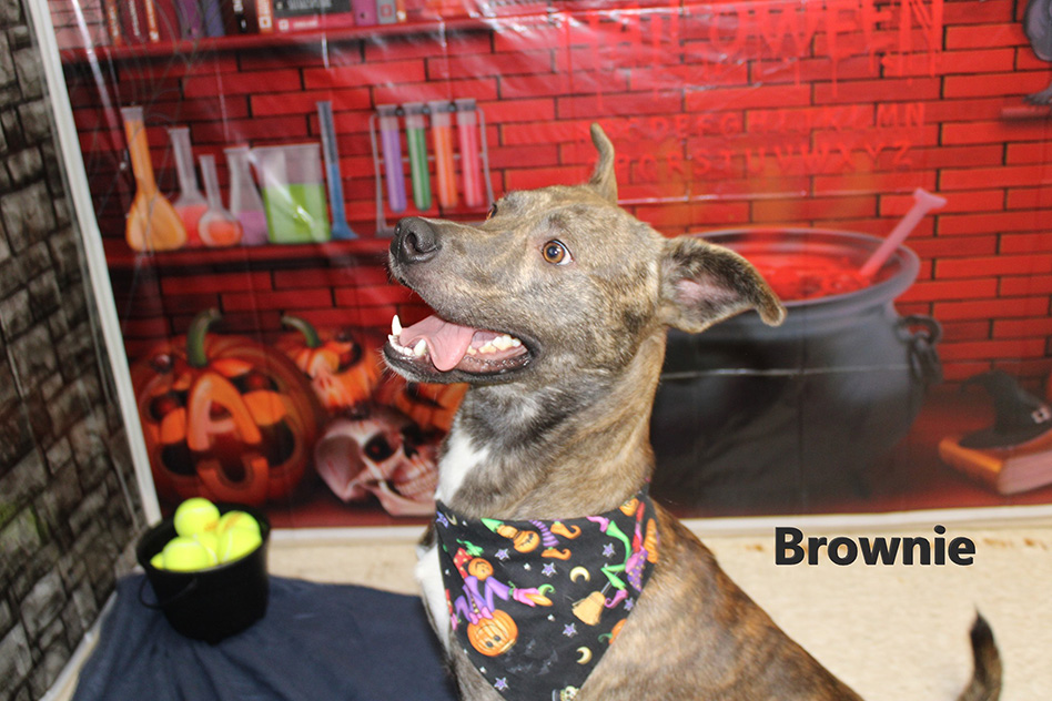 brownie adoptable bcas 2 12302021