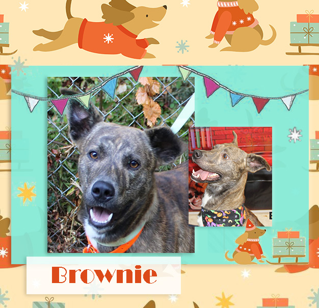 brownie adoptable bcas featured 12302021