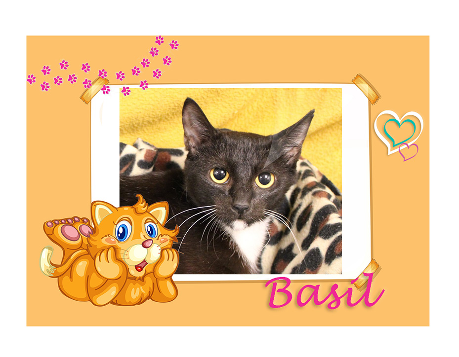 adoptable bcas 01272022 basil