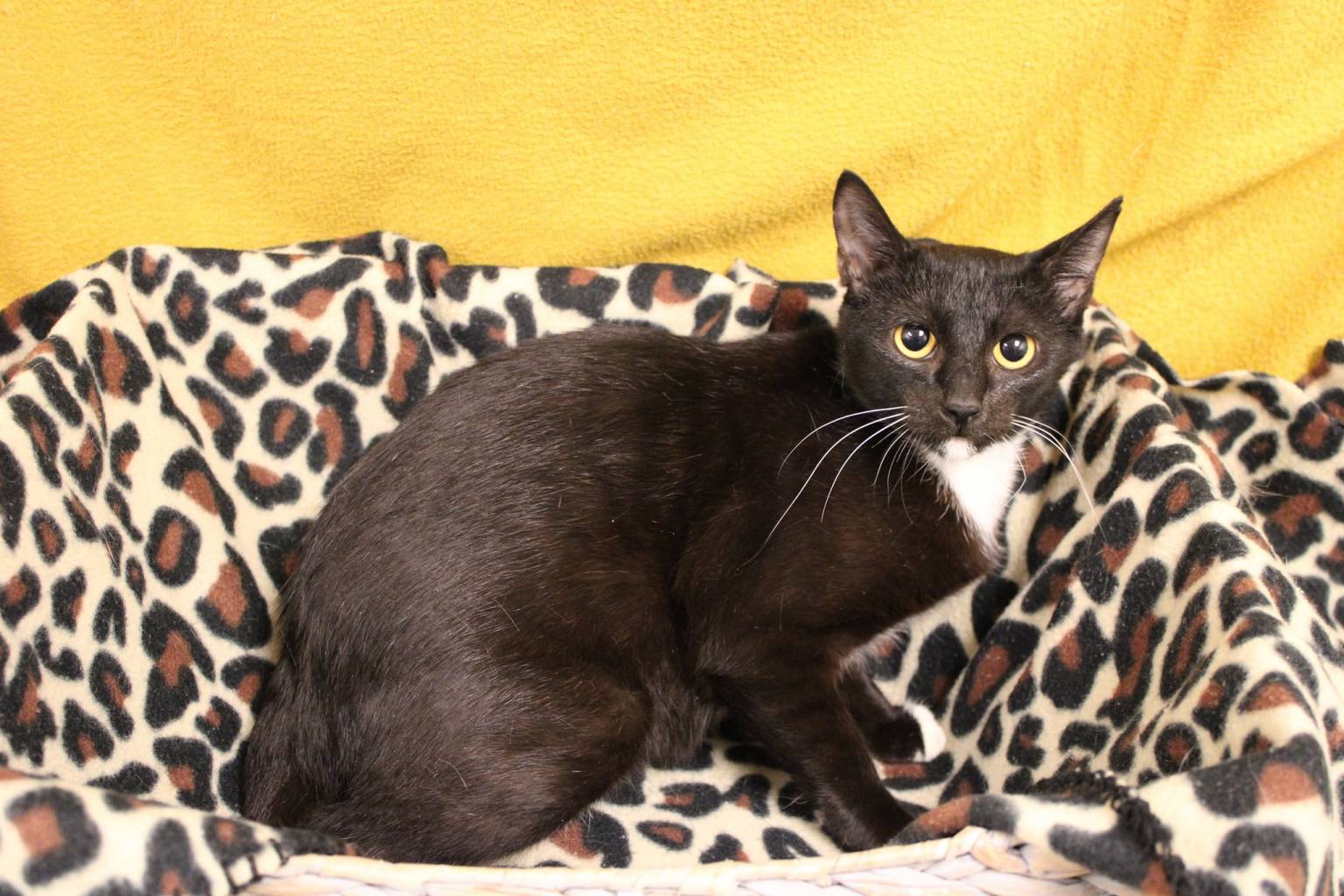 Adoptable Pet of the Week Basil