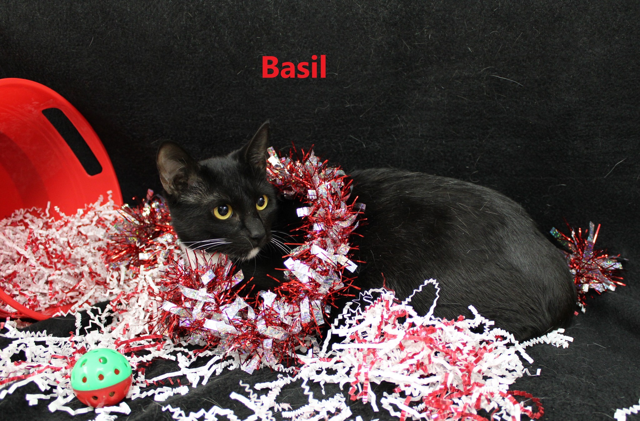 basil bcas adoptable 01272022