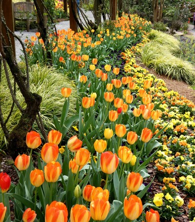 Streams-of-Tulips