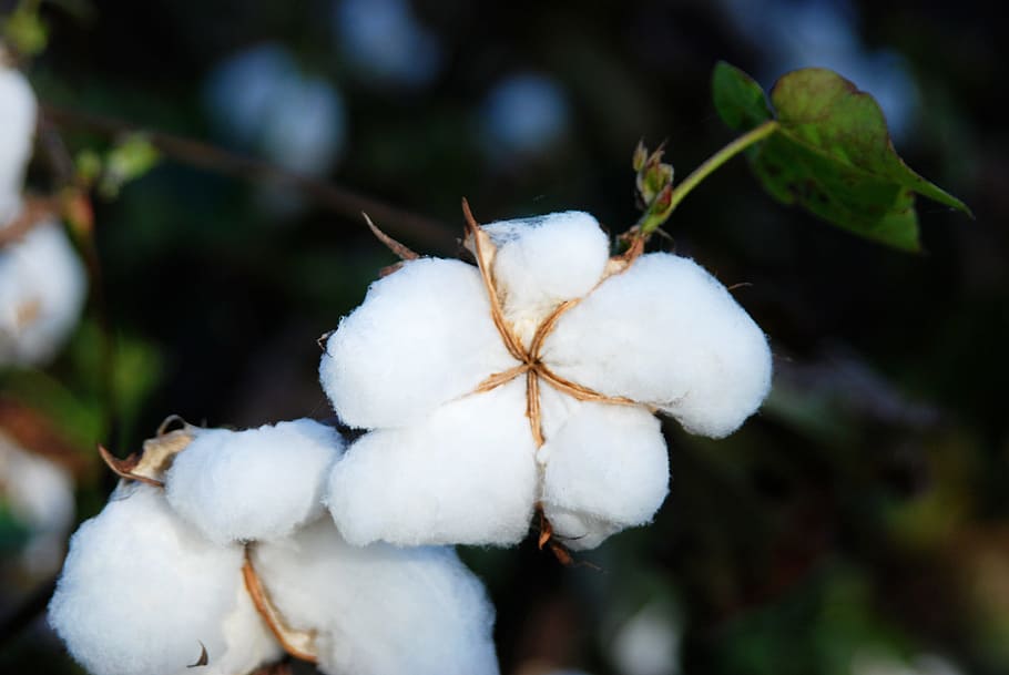 cotton-cotton-fields-snow-crops