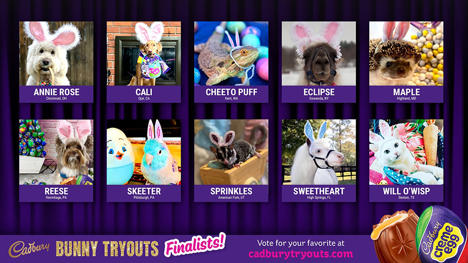 Cadbury Bunny Tryout Finalists