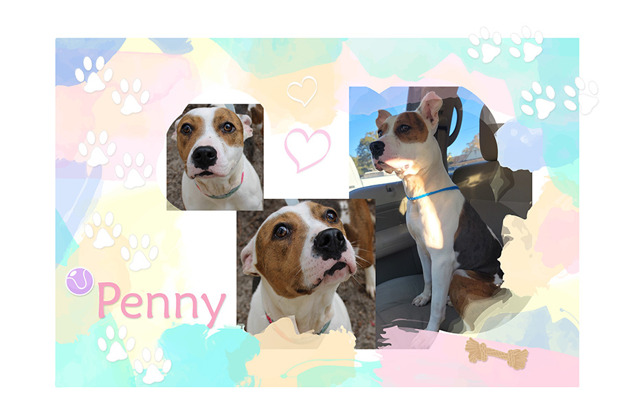 penny bcas adoptable 03022022
