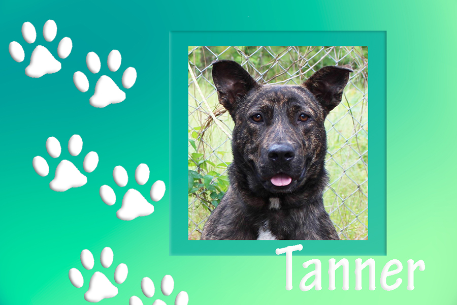 bcas adoptable tanner 05192022 featured
