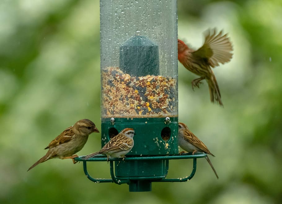 birds-bird-feeder-feeder-wildlife