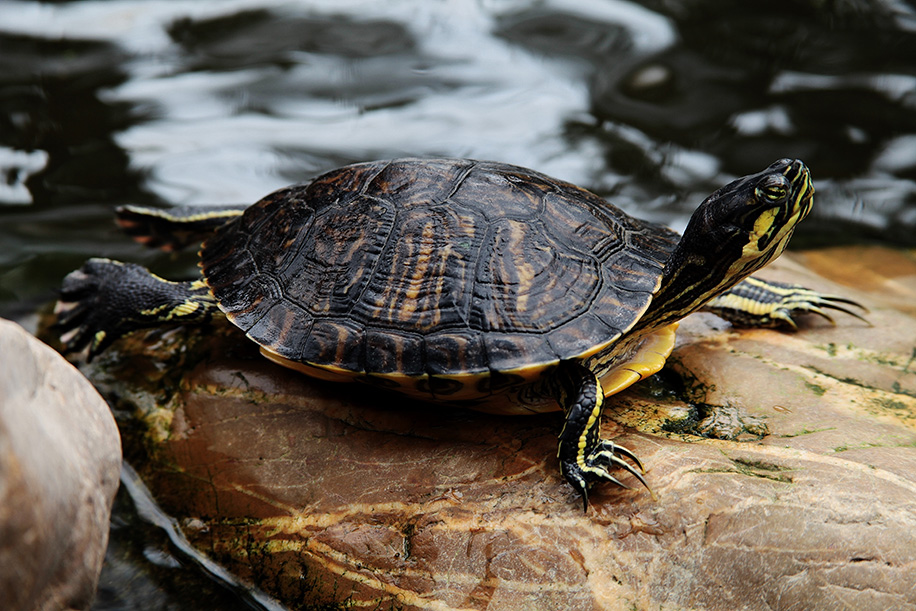 red-eared slider turtle