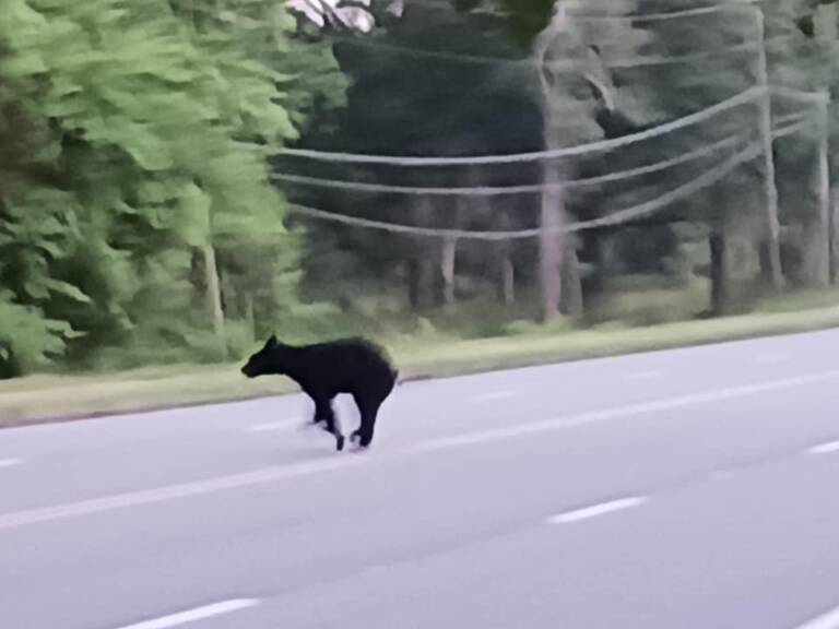 Black Bear Sighting in Chattooga County - AllOnGeorgia