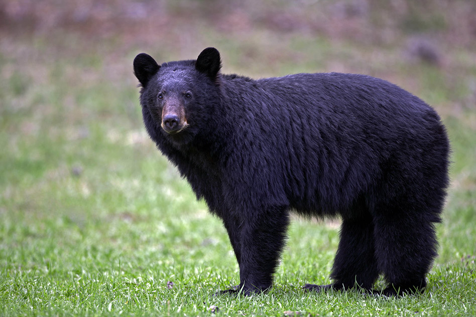 What bears do in June - BearWise