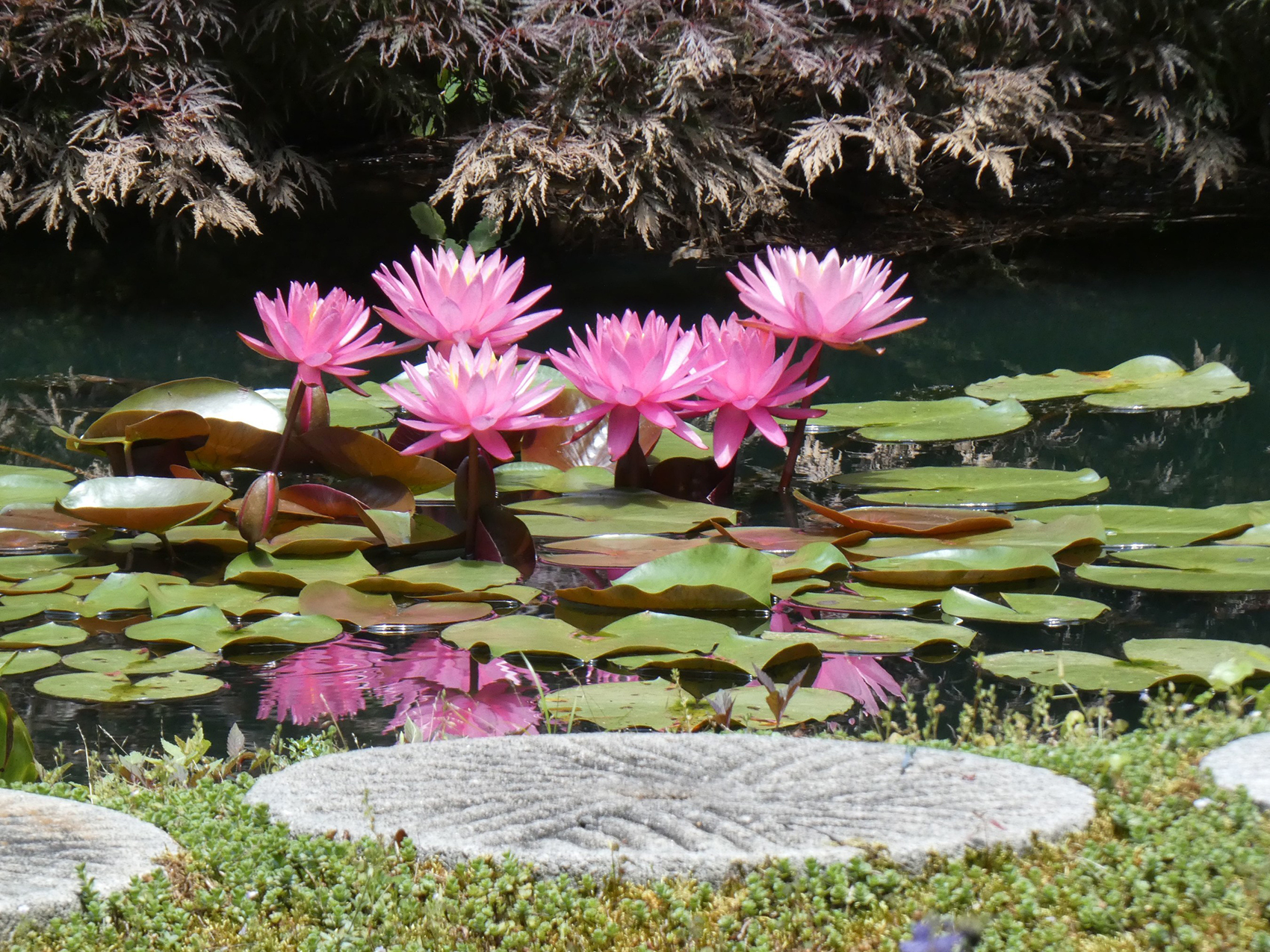 Gibbs Gardens water-lilies-1