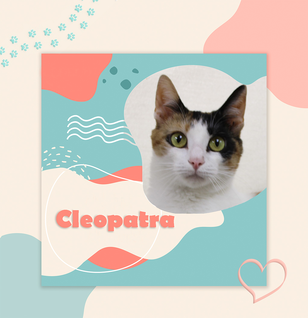 cleopatra bcas adoptable 06092022 featured